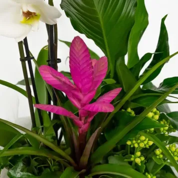 Grup de plantes Turanika | Enviament urgent