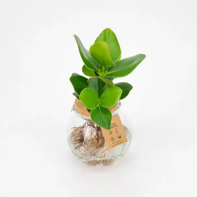 Comprar Clusia en gerro a Barcelona | Flors Navarro