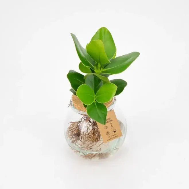 Comprar Clusia en gerro a Barcelona | Flors Navarro