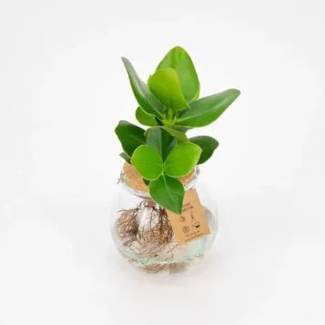 Comprar Clusia en gerro a Barcelona | Flors Navarro