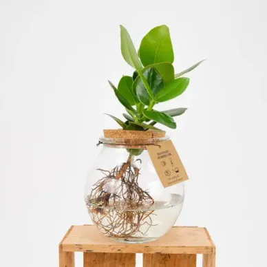 Comprar Clusia en gerro a Barcelona | Flors Navarro 2