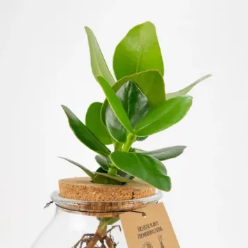 Comprar Clusia en gerro a Barcelona | Flors Navarro