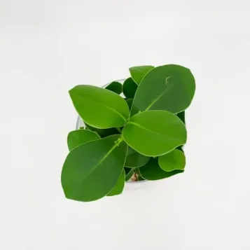 Comprar Clusia en gerro a Barcelona | Flors Navarro