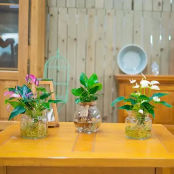 Comprar Clusia en gerro a Barcelona | Flors Navarro