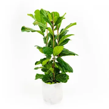Comprar Ficus lyrata en Barcelona | Plantas interior