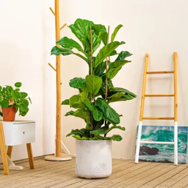 Comprar Ficus lyrata a Barcelona | Interior 2