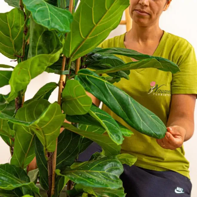 Comprar Ficus lyrata en Barcelona | Plantas interior