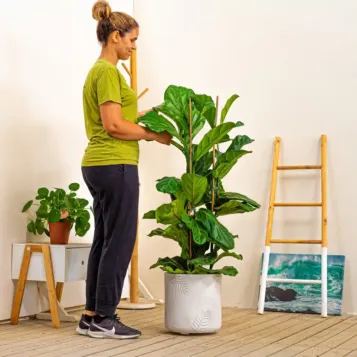 Comprar Ficus lyrata en Barcelona | Plantas interior