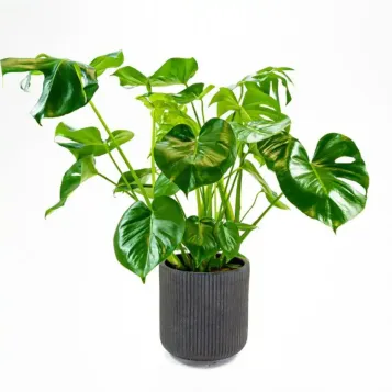 Comprar Monstera en  Barcelona | Flores Navarro