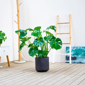 Comprar Monstera en  Barcelona | Flores Navarro