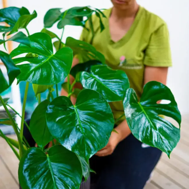Comprar Monstera en  Barcelona | Flores Navarro