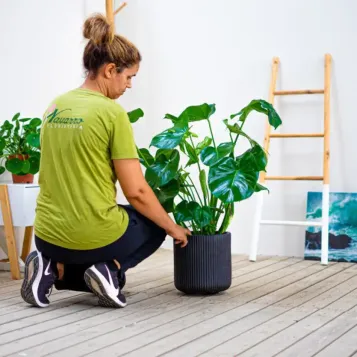 Comprar Monstera en  Barcelona | Flores Navarro