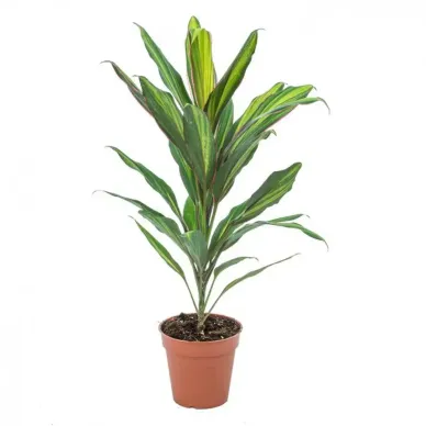 Comprar Cordyline verd a Barcelona | Flors Navarro