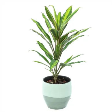 Comprar Cordyline verd a Barcelona | Flors Navarro 2