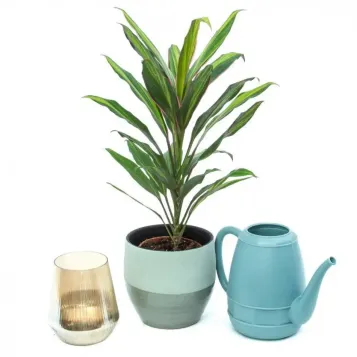 Comprar Cordyline verd a Barcelona | Flors Navarro