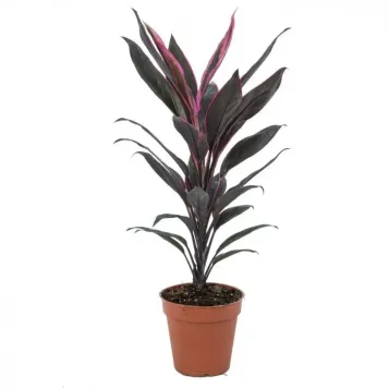 Comprar Cordyline verd a Barcelona | Flors Navarro