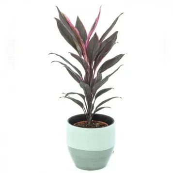Comprar Cordyline verd a Barcelona | Flors Navarro