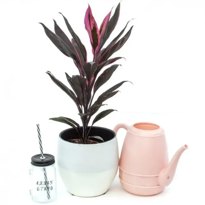 Comprar Cordyline verd a Barcelona | Flors Navarro