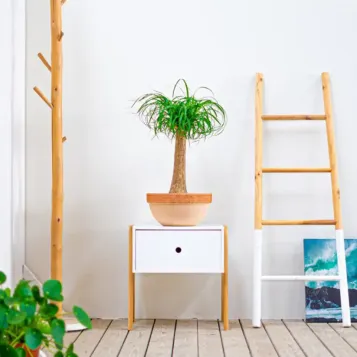 Comprar Beaucarnea en Barcelona | Flores Navarro