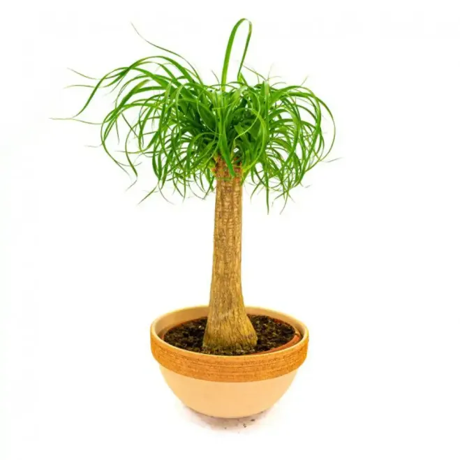 Comprar Beaucarnea en Barcelona | Flores Navarro