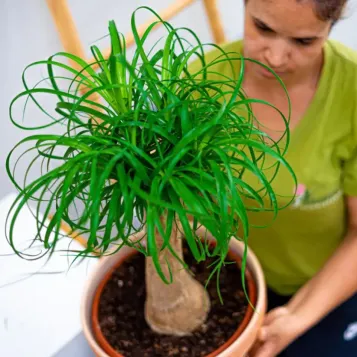 Comprar Beaucarnea en Barcelona | Flores Navarro