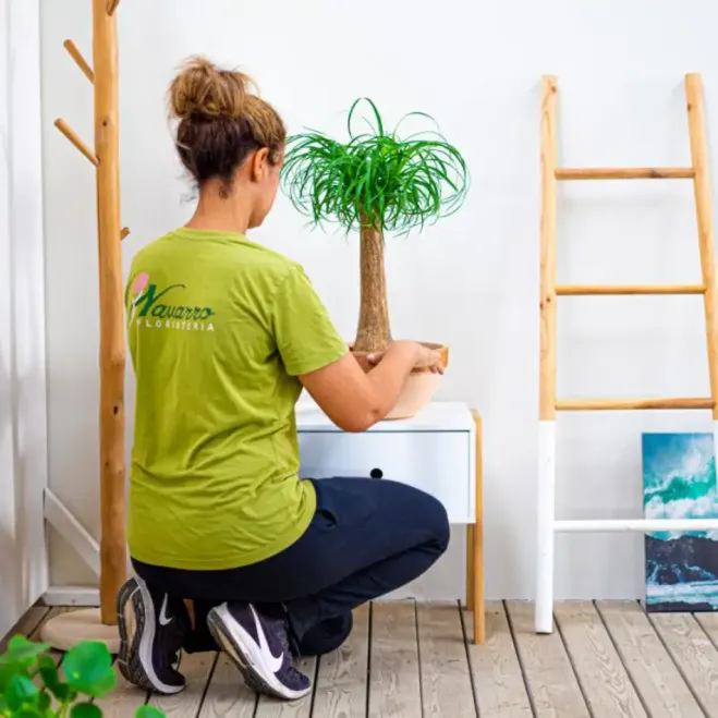 Comprar Beaucarnea en Barcelona | Flores Navarro