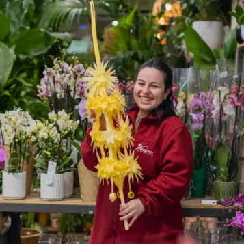 Comprar Imperial a Barcelona | PALMES I PALMONS