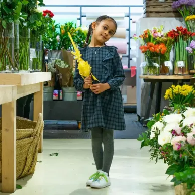 Comprar Laurel mediano en Barcelona | PALMAS Y PALMONES