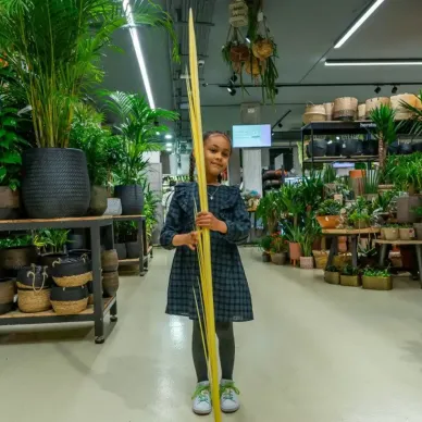 Comprar Monago llarg a Barcelona | PALMES I PALMONS