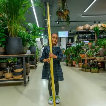 Comprar Monago llarg a Barcelona | PALMES I PALMONS