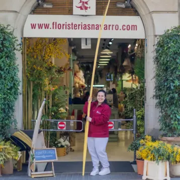 Comprar Augusta en Barcelona | PALMAS Y PALMONES