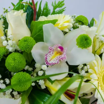 Comprar Coroneta flor blanca a Barcelona | Inici