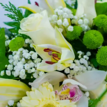 Comprar Coronita flor blanca en Barcelona | Inicio