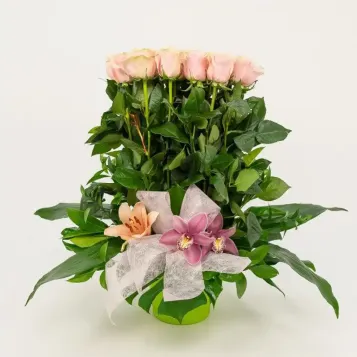 Comprar Vertical de 20 Rosas en Barcelona | Centros de Flores