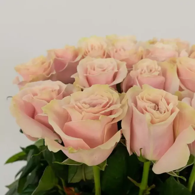 Compra Vertical de 20 Roses a Barcelona | Centres de Flors