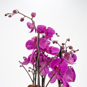 Comprar Phalaenopsis deluxe Barcelona