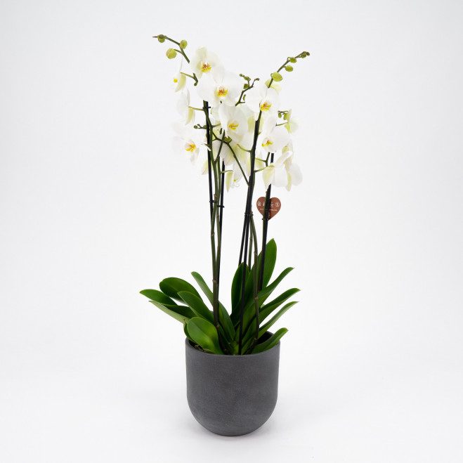 Comprar Phalaenopsis deluxe Barcelona