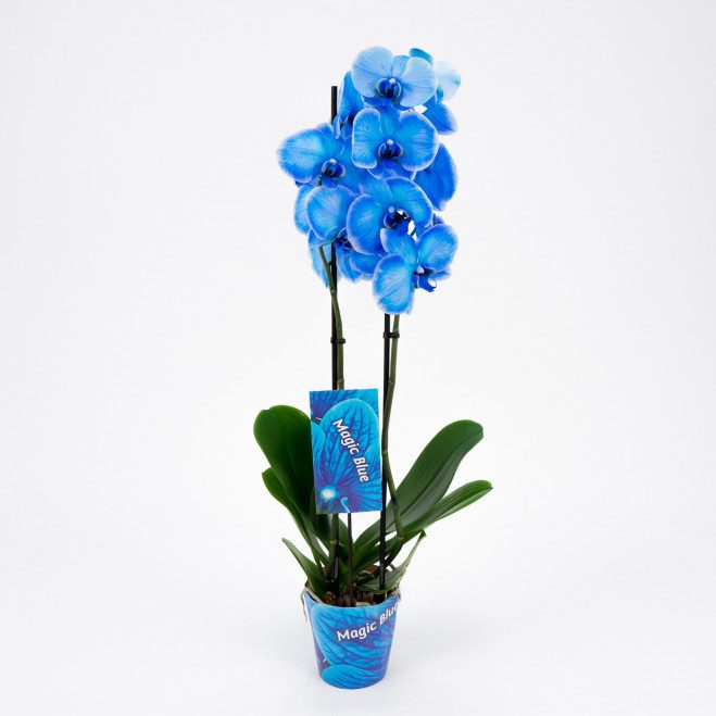 Comprar Phalaenopsis Magic Blue Barcelona