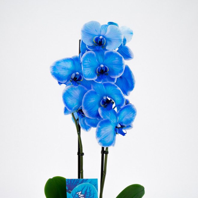 Comprar Phalaenopsis Magic Blue Barcelona