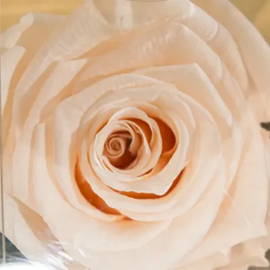 Comprar Tallo de Rosa Preservada en Barcelona | Flores Artificiales o Liofilizadas