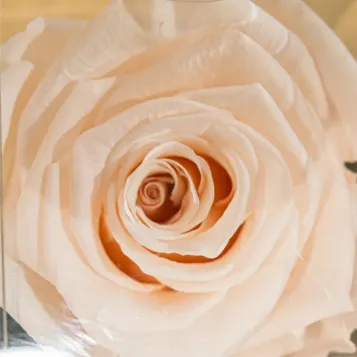 Comprar Tallo de Rosa Preservada en Barcelona | Flores Artificiales o Liofilizadas