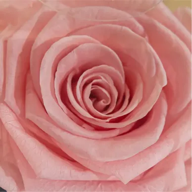 Compra Tija de Rosa Presrevada a Barcelona | Flors Artificials o Liofilitzades 2