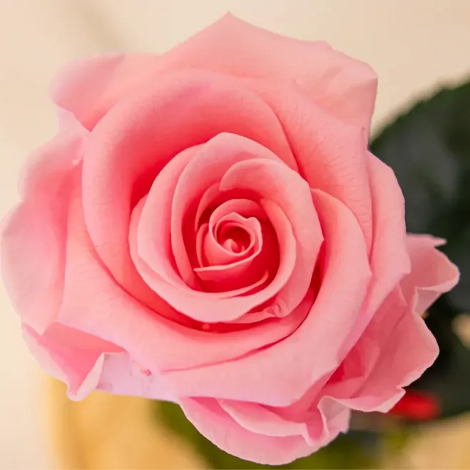 Compra Cúpula de Rosa Liofilitzada a Barcelona | Flors Artificials o Liofilitzades