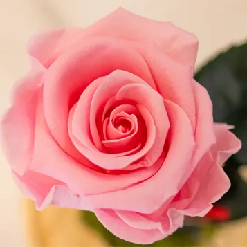 Compra Cúpula de Rosa Liofilitzada a Barcelona | Flors Artificials o Liofilitzades