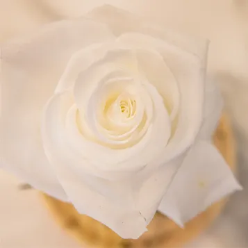 Compra Cúpula de Rosa Liofilitzada a Barcelona | Flors Artificials o Liofilitzades