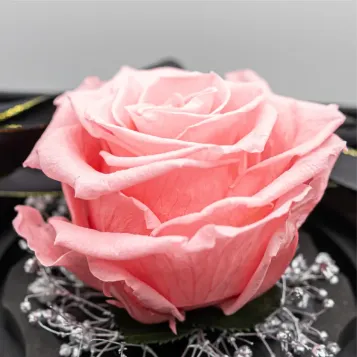 Comprar Mini Cúpula de Rosa Liofilizada en Barcelona | Flores Artificiales o Liofilizadas
