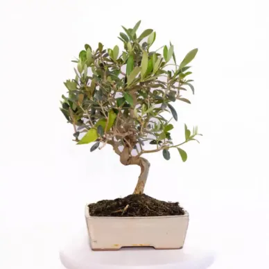 Comprar Bonsái Olivo en Barcelona | Bonsáis