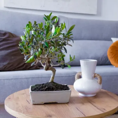 Compra Bonsai Olivera a Barcelona | Bonsais 2