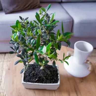 Compra Bonsai Olivera a Barcelona | Bonsais 2