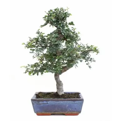 Comprar Bonsái Zelkova en Barcelona | Bonsáis 2